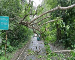 লাউয়াছড়ায় বৃষ্টিতে গাছ উপড়ে পড়ল সড়কে